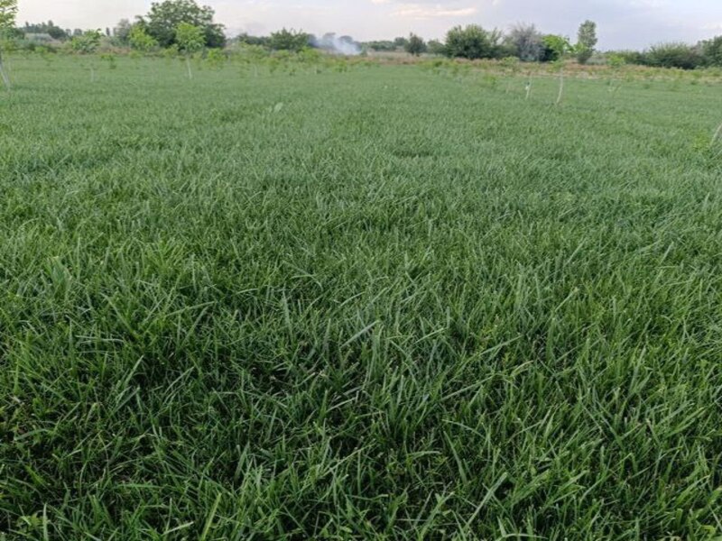 газаон 1 (1).jpg