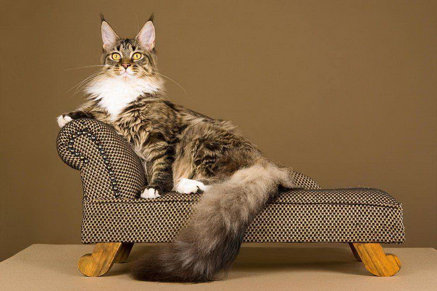 18 самых крутых домиков для кошки